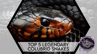 Top 5 Legendary Colubrid Snakes  Creatures of Nightshade [upl. by Ainsworth]