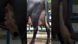 Brazil Cow Girlando cow dairyfarm cowvideos shorts trending [upl. by Adriane]