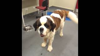 85kg Saint Bernard trying to play with puppy [upl. by Annaesor]