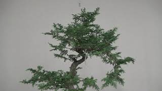 Big Hinoki Cypress Update 823 [upl. by Jac662]