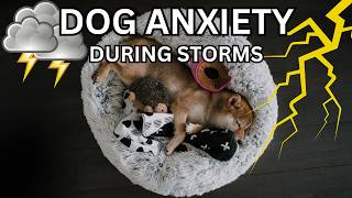 Dogs Anxiety During Thunderstorms How You Can Keep Them Calm [upl. by Javed889]