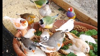 1 Hour of Mixed Aviary Birds  Gouldian Finch Carary Quail Zebra Finch and more [upl. by Ynohtnaleahcim]