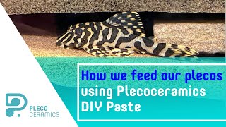 How we feed our plecos using Plecoceramics DIY Paste [upl. by Gaelan651]