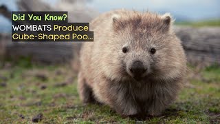 Beyond Cuteness Interesting Facts About Wombats  Marsupials [upl. by Oralie338]