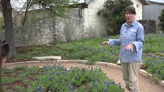 RAW How to plant bluebonnets at home [upl. by Marra]