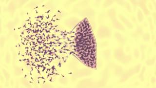 bacteriophage vs ecoli animation [upl. by Leinto]