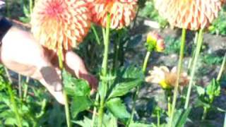 How to Disbud Dahlias by the Dahliaguycom [upl. by Collier]