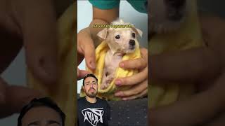 Esse cachorrinho 🐶 sofreu muito animals reaction history [upl. by Aphra]