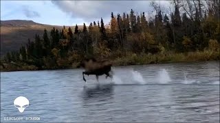 A Moose defies gravity and runs across open water [upl. by Gloria665]