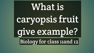 What is caryopsis fruit give example [upl. by Enniroc]