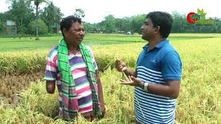 বাসমতিবাংলামতি ধানব্রিধান৫০ ধান চাষ ও হতে পারে লাভজনক আবাদ [upl. by Fillbert97]