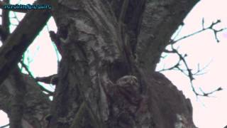 Glaucidium passerinum Воробьиный сыч в дупле воробьиный сыч [upl. by Mazman]