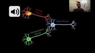 PSY210 CH13PT5 Hebbian Plasticity [upl. by Ydnat]