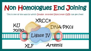 NHEJ  Nonhomologous end joining  What proteins are involved in nonhomologous end joining [upl. by Gallagher]