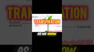 transpiration  what is transpiration  transpiration animation [upl. by Colwell]