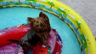 Yorkies Yorkshire terrier im Pool 2009 pups teacup dogs in the pool [upl. by Releyks]