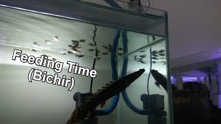 Feed My Bichir With Superworm And Mollys [upl. by Beckerman246]