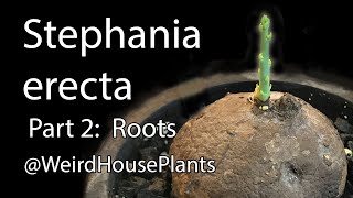 Stephania erecta Plant Care 2 Flower Stalk and Roots wBlooper haha [upl. by Ellednahs]