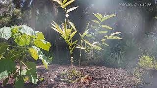 Bamboo vs Paulownia elongata [upl. by Naitsirk364]