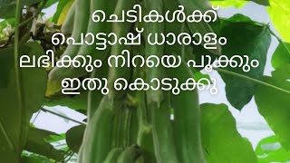 ചെടികൾക്ക് പൊട്ടാഷ് ചിലവില്ലാതെ ലഭിക്കും ഇതു ട്രൈ ചെയ്യൂ  urbanroots9 [upl. by Bonnee]