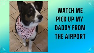 Excited Dog Picks up Daddy from Airport  The Wiggles at the End are Everything 🥰😍dog doglover [upl. by Asennav691]