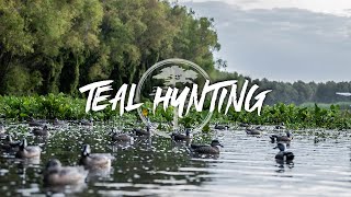 Duck Hunting Teal Hunting in the Willows [upl. by Ymerrej315]