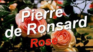 Pierre de Ronsard Rose [upl. by Tadio]