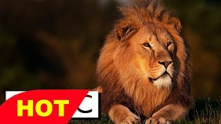 Amazing New Lions Documentary 2016 Documentary HD 720p [upl. by Dnomra540]