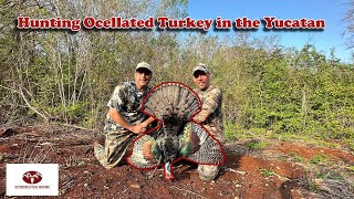 Hunting Ocellated Turkey in Yucatan Single Season World Slam Complete [upl. by Mordy]