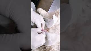 Cat Neutering  Castration  orchidectomy [upl. by Sulokcin]