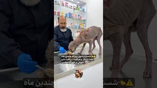 Rescue the dog suffering from a skin disease rescue pets doglover [upl. by Eitsyrk]