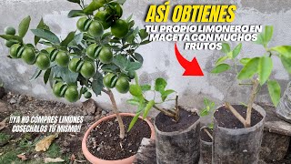 Ten tu Propio Limonero 🍋 en Maceta con Muchos Frutos Reproduciendo Esquejes de Limón [upl. by Lewan]