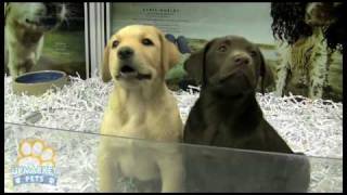 Purebred Labrador puppies [upl. by Fields176]