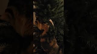 Decorating a christmas tree with cats funny cats christmas [upl. by Adelaide]