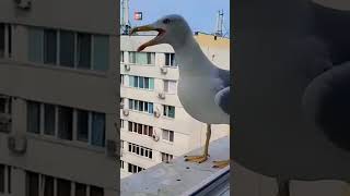 amazingfacts seagull birds seagul tamil seagullssocial interestingfacts facts [upl. by Niwri825]