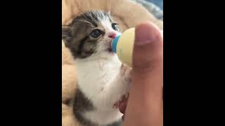 How anxious the kitten is to drink milk  iemerpakna [upl. by Kcireddor]