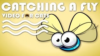 CAT GAMES  Catching a Cute Fly Video For Cats Fly  CAT TV [upl. by Trillbee]