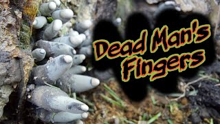 DEAD MANs FINGERS  Xylaria Polymorpha [upl. by Carol-Jean540]