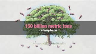 Photosynthesis Part 7 Biosynthesis  HHMI BioInteractive Video [upl. by Eidnar]