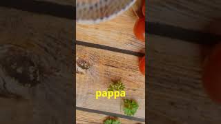 Food Challenge Pappa al Pomodoro foodlovers food cooking [upl. by Anerdna]