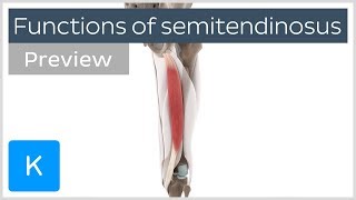 Functions of the semitendinosus muscle preview  3D Human Anatomy  Kenhub [upl. by Eusebio262]