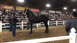 Percheron stallion sell for 41k at 2020 mid America draft horse sale Gordyville [upl. by Loreen405]