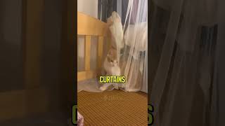 Cat’s Epic Fail at Attacking Owner Has Hilarious Ending [upl. by Ariahaj]