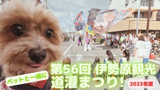 【伊勢原 観光道灌まつり】2023年9月30日（土）～2023年10月1日（日）開催のお祭りに犬（チワプー）と40代夫婦で満喫してきたwwww [upl. by Piscatelli]