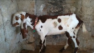 How to control PPR pest des petitis ruminants outbreak in goats and sheep Dr Murtaza Khalil ANIMALS [upl. by Enomys118]