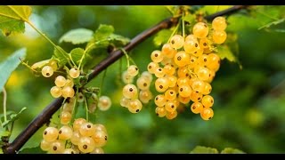 How to Grow Ribes Gooseberries amp Currants  Complete Growing Guide [upl. by Ynwat]