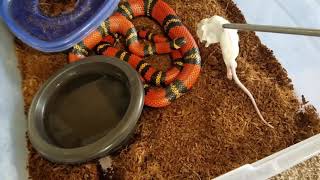 Conants Milk Snake feeding [upl. by Yentuoc]