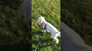 CRUNCHY WALKIE ASMR🍃 funnycavapoo cutecavapoo dogvideo [upl. by Raynah]