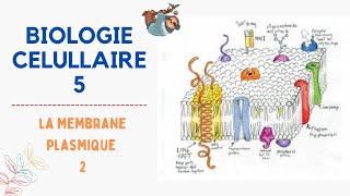 Biologie Cellulaire  svtu  S1  La membrane plasmique 2 شرح بالدارجة 2022 [upl. by Bail]