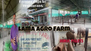 Lama Agro Farmsiliguri milan moregolma stationduroc farm golma piggery [upl. by Aneerbas]